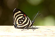 Picture 'Br1_0_01251 Butterfly, Brazil'